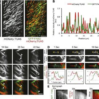 Recovery Of The Actin Cytoskeleton Following Latb Treatment And Washout