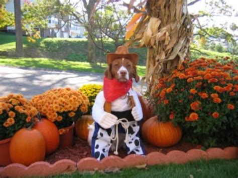 Funny Dog Pictures » Happy Halloween