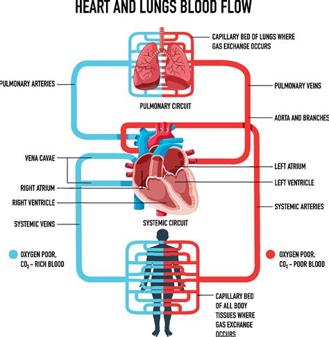 Diagram Showing Heart And Lungs Blood Flow 7251197 Vector Art At Vecteezy