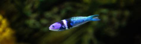 Bluehead Wrasse Georgia Aquarium