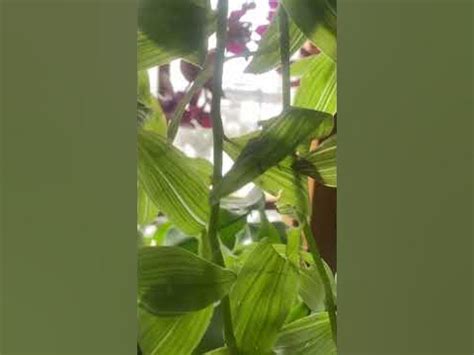 Любимые растения! #цветы #екатеринаснытко #комнатныерастения,#ШОРТС ...
