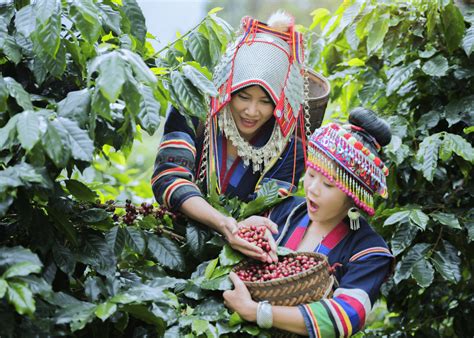 Coffee Plantation: A Journey Through the World of Coffee Cultivation ...