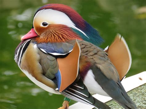 Mandarin Duck Water Lake Free Photo On Pixabay