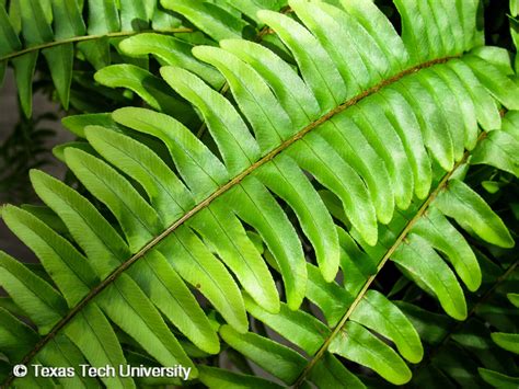 Boston Fern Sword Fern Interior Plant Finder Comprehensive