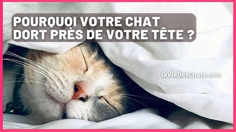 Pourquoi Votre Chat Dort Pr S De La T Te Raisons Youtube