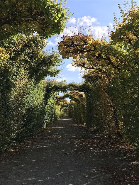 HD wallpaper austria wien schönbrunn palace leaves path garden