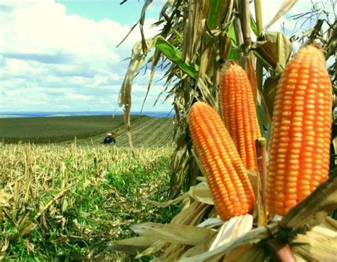 Cultivo Do Milho Hufbras Agroinsumos Do Brasil