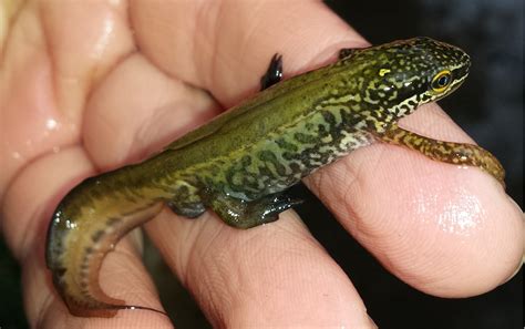 Great Crested Newts Barrett Environmental Ltd