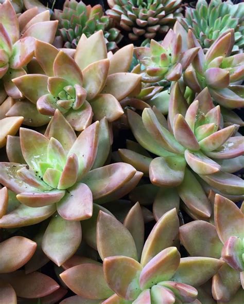 Graptosedum California Sunset Purple Succulent For Sale Care Guide