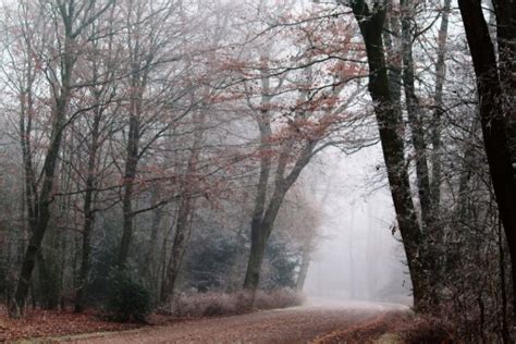 Free Images Tree Nature Branch Sun Fog Night Sunlight Leaf Flower Mystical