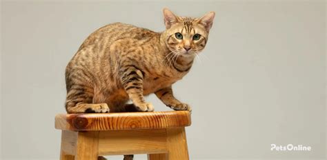 Devon Rex Cat Breed Information Pets Online