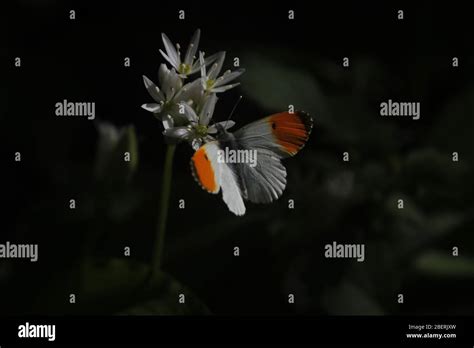 Orange Tip Butterfly Stock Photo Alamy