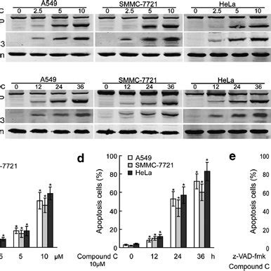 Compound C Induces Apoptosis A A549 SMMC 7721 And HeLa Cells Were