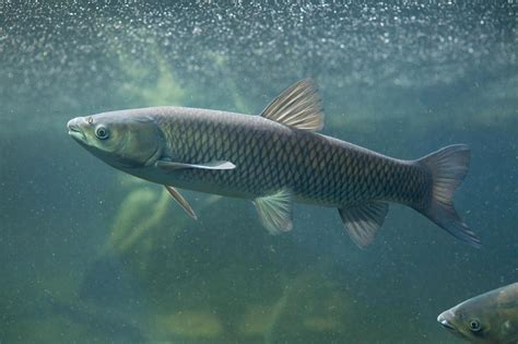 Grass Carp Eggs Discovered In Lake Erie Tributary Ncpr News