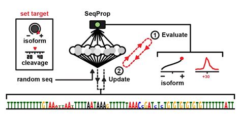 Github Johliseqprop Stochastic Sequence Propagation A Keras Model For Optimizing Dna Rna