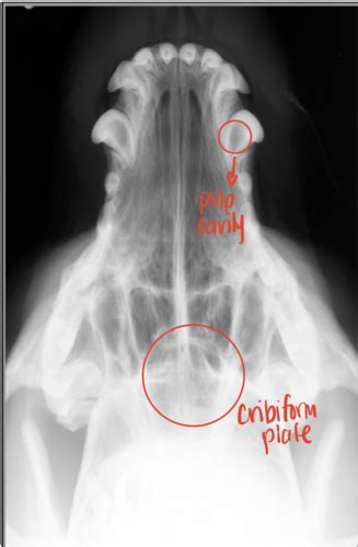 Diagnostic Imaging Exam Winter Flashcards Quizlet