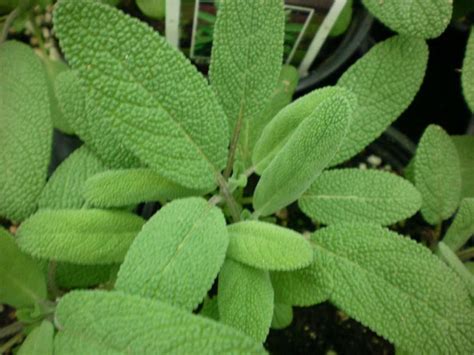 Garden Sage Herb – Parks Brothers Farm, Inc