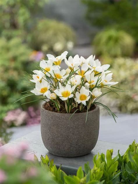 Krokus Botaniczny Crocus Snowbunting Szt Sklep Cebule Pl