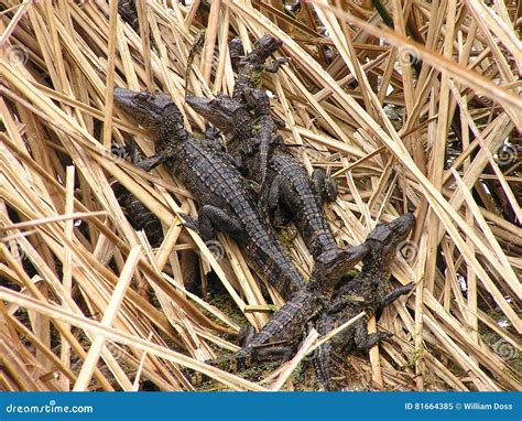 Baby Alligators In Water Tank Royalty Free Stock Image Cartoondealer