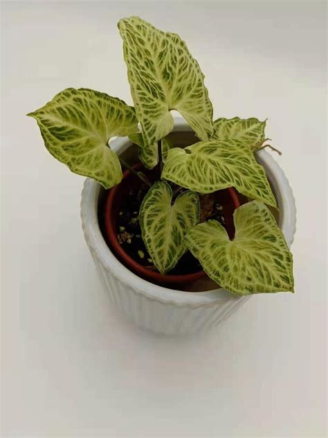 Real Plants Variegated Rare Plants Syngonium Batik Of Indoor Green