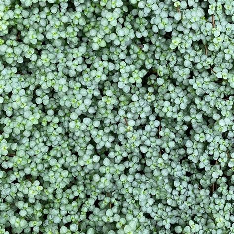Pilea Libanensis Silver Sprinkles 118mm Exotic Botanic