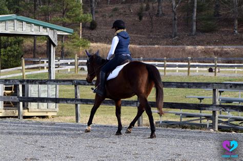 Horse Show Jumping: A Complete Beginners Guide