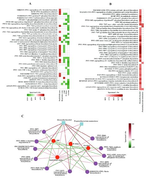 Correlation Analysis Correlations Between A Metabolic Pathways And