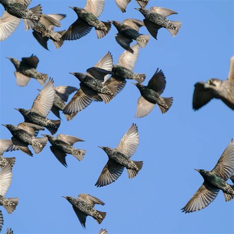 The Beauty Of Flocking Behavior In Birds Nature Blog Network