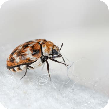 Carpet Beetle Control - Heat Wave Pest