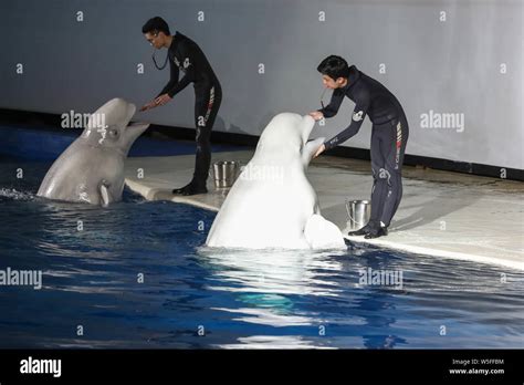 The Two Female Beluga Whales Little White And Little Grey Perform During Their Final