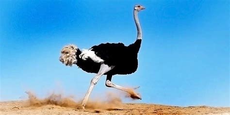 Ostrich Running Speed