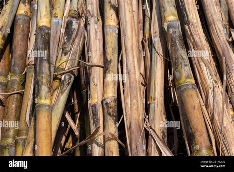 Sugarcane Plantation Are Harvesting Season In Thailand Agriculture