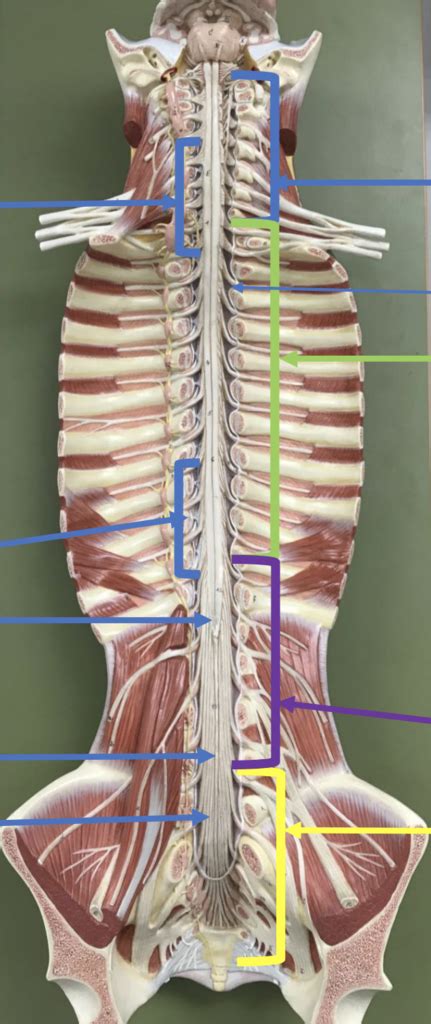 Anatomical Areas Of The Spinal Cord Diagram Quizlet