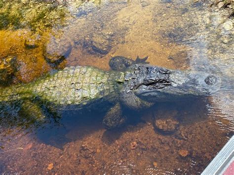 Captain Jack S Airboat Tours Everglades City All You Need To Know