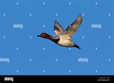 Common Pochard Aythya Ferina Male In Flight Germany Stock Photo Alamy