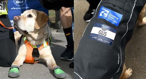 Blindenhunde Halfen Einem Mann Einen Marathon Zu Laufen Und Seinen