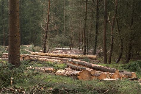 Felling plain in foreest stock image. Image of felled - 272803419