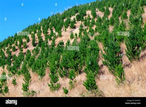Pinus Radiata Pine Tree Seedlings In Forestry Block Stock Photo