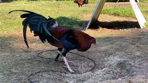 Iron Creek Gamefarm Alfredo Flores Top Gamefowl Breeders Youtube