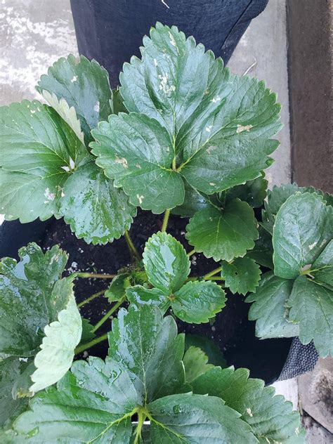 What Are These Spots Showing Up On My Strawberry Leaves And Why Is It