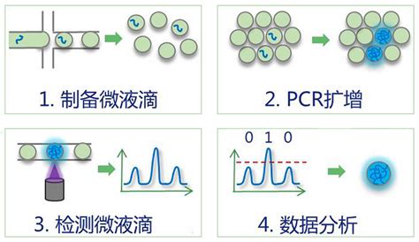 干货！常用pcr技术及原理