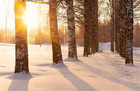 Kuva Talvimaisemaa Talvimaisema Talvinen Maisema Talvi Luonto