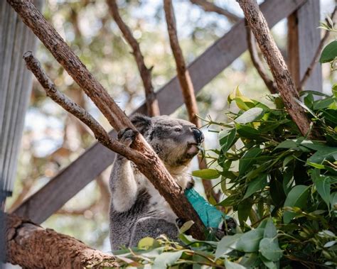 Port Stephens Koala Sanctuary General Admission Ticket Getyourguide