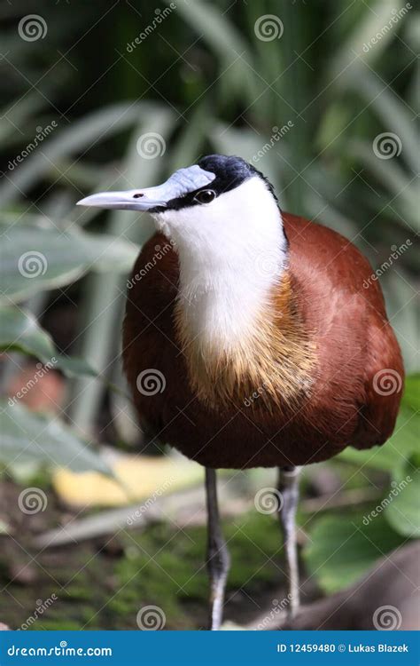 African Jacana Stock Photo Image Of Actophilornis Bird 12459480