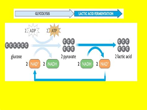 Biology Notes Cell Energy Part 4 Pages Ppt Download