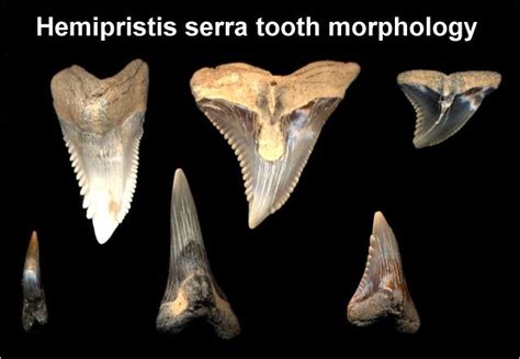 All About The Prehistoric Snaggletooth Shark Megalodon Shark