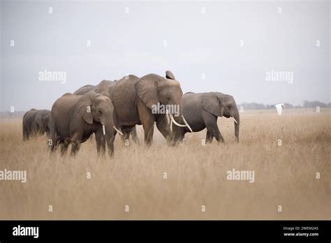 Walking Elephants Amboseli National Park African Elephants Stock