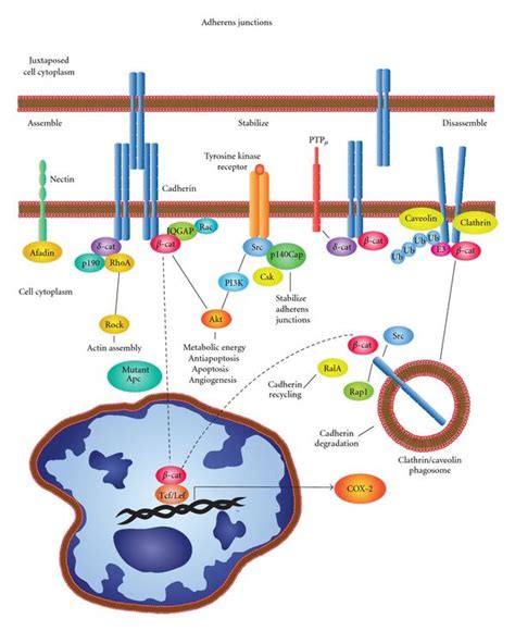 Dynamic Adherens Junctions Prostaglandins Influence The Assembly