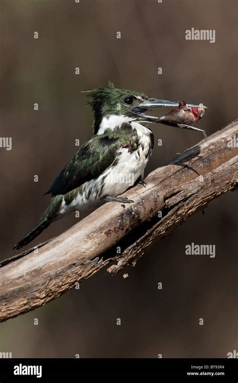 Amazon Kingfisher with fish Stock Photo - Alamy