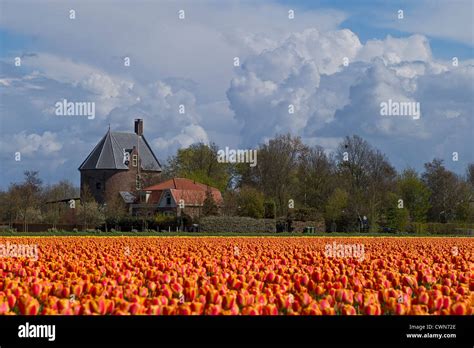 A landscape scene in Lisse, the Netherlands Stock Photo - Alamy